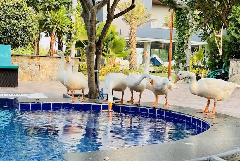 Krishna Riverside Resort Vasad Экстерьер фото